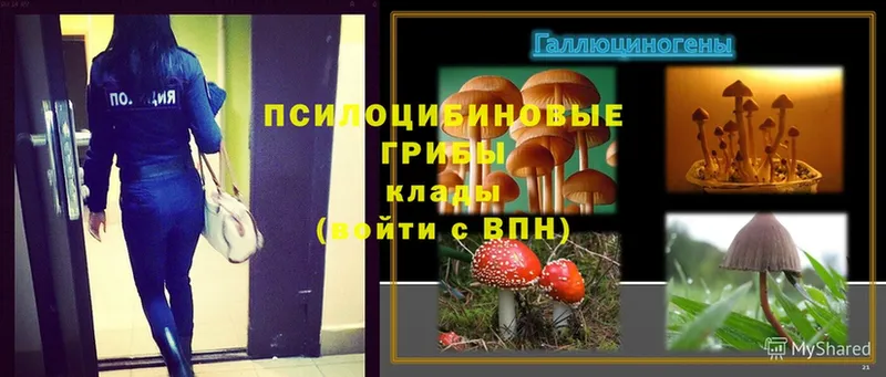 Псилоцибиновые грибы Magic Shrooms  Велиж 